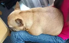 拜托小姐 中文版全集